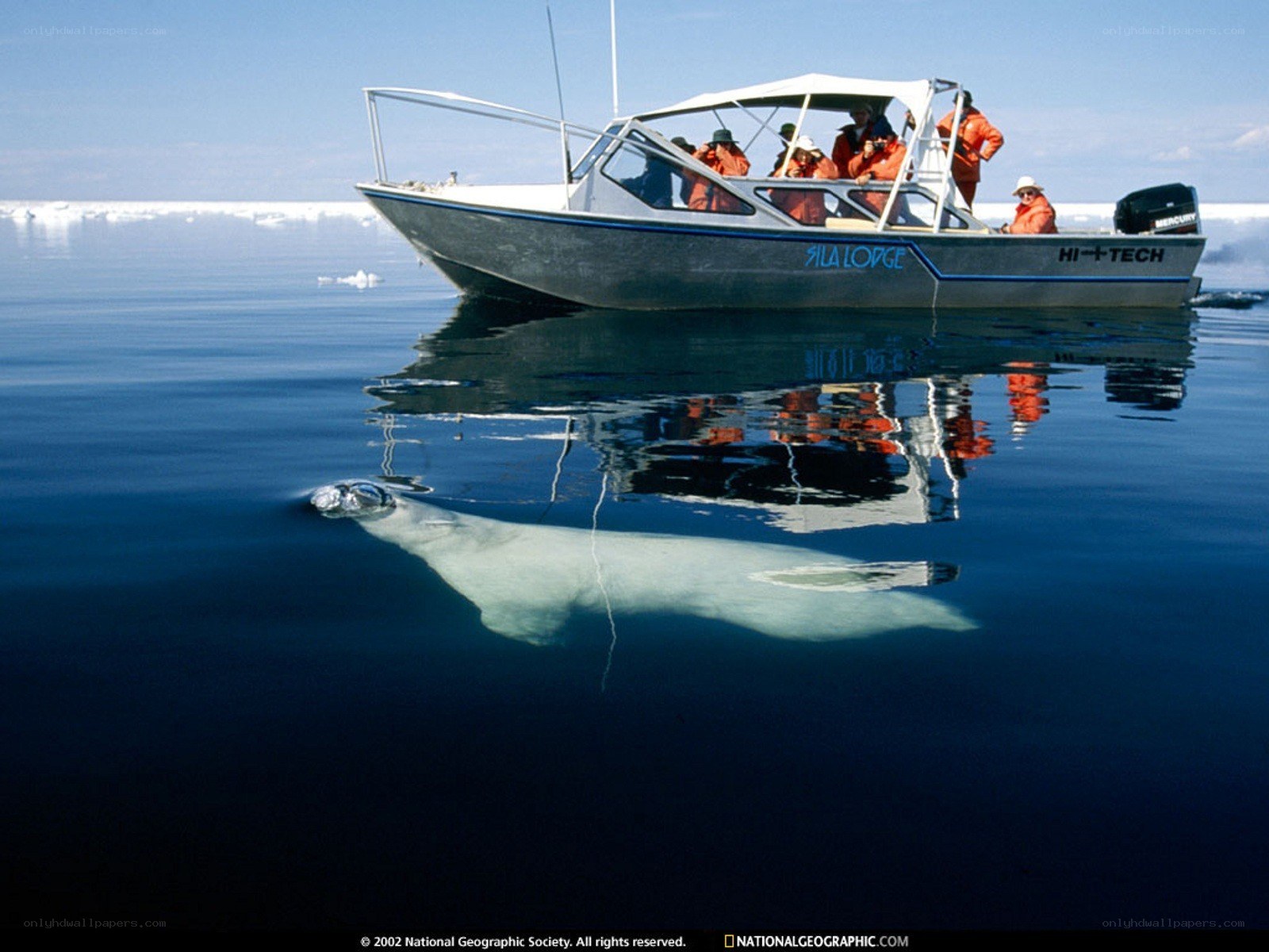 Boat with polar bear underwater