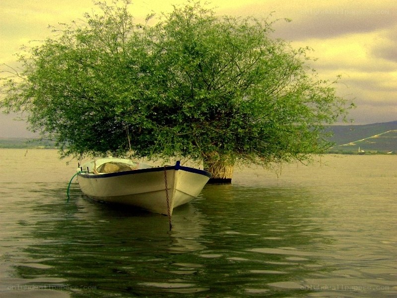 Boat with tree on lake