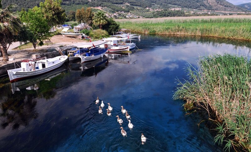 Boats and geese on a calm river