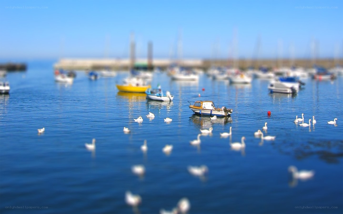 Boats and swans in a harbor