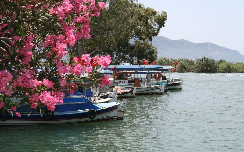 Boats at a river with pink flowers