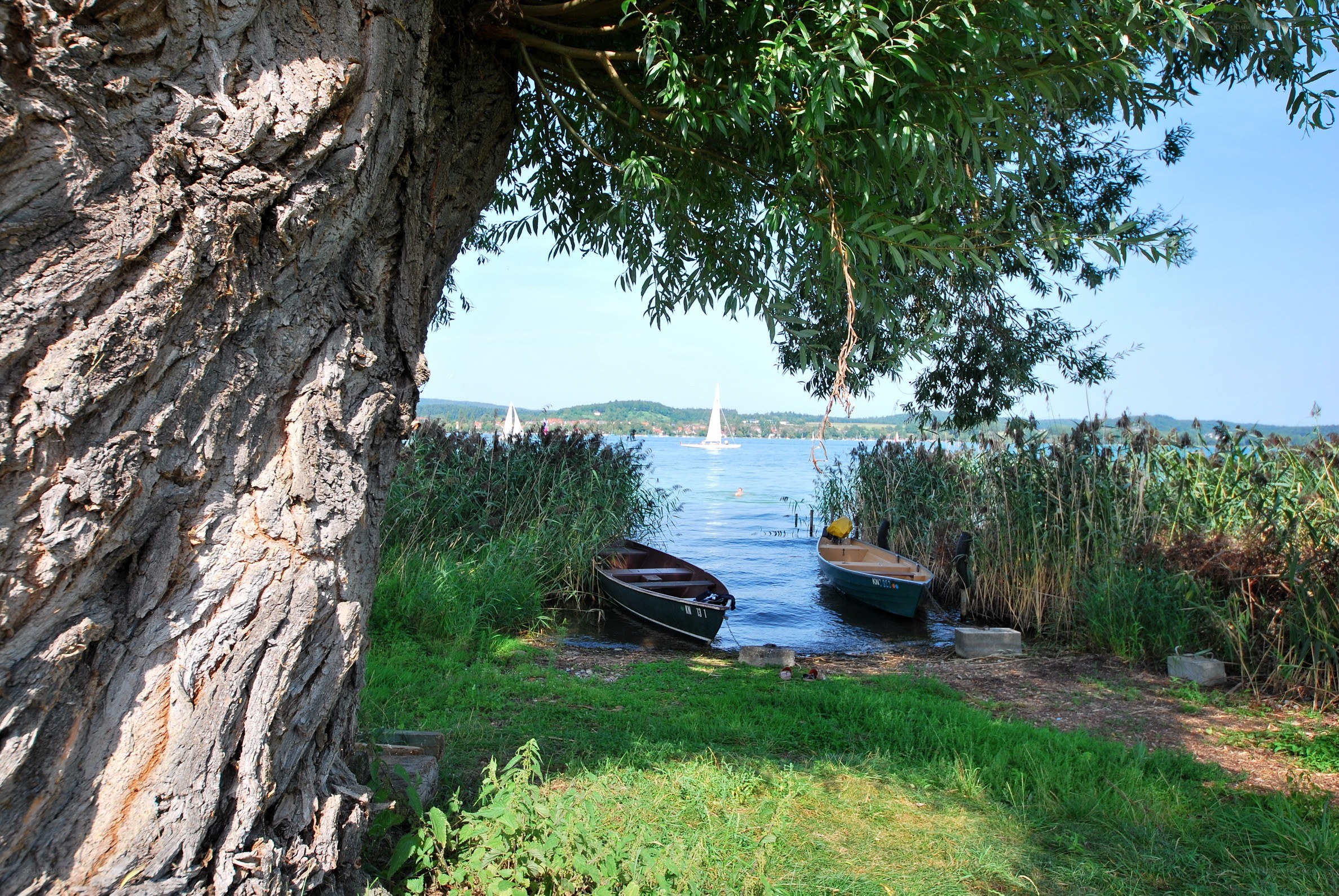 Boats by a lakeside tree