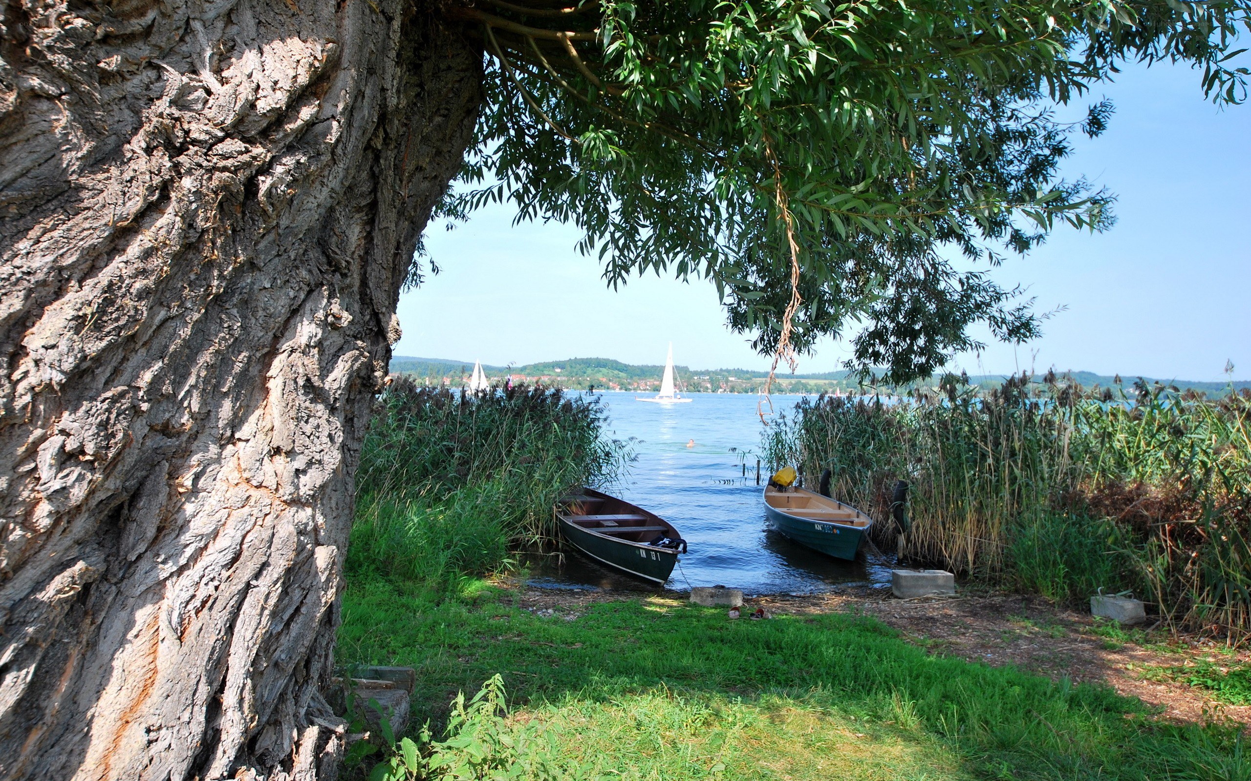 Boats by a lakeside tree