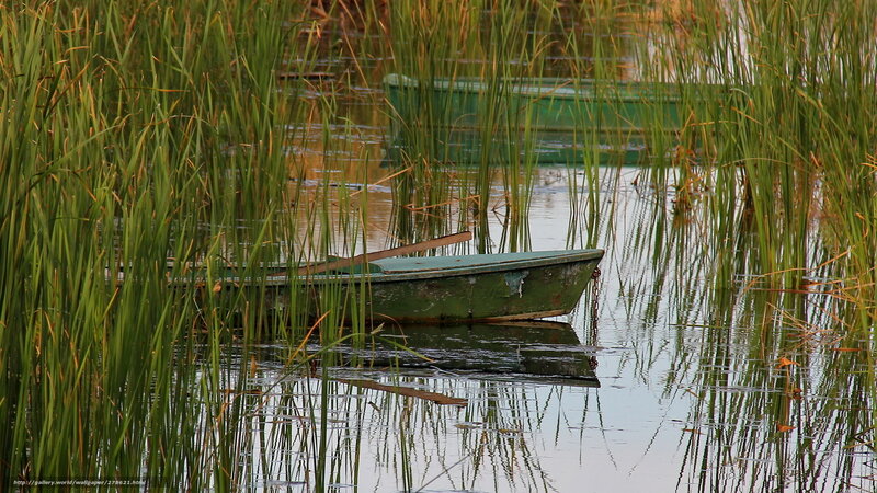 Boats in reeds at dusk