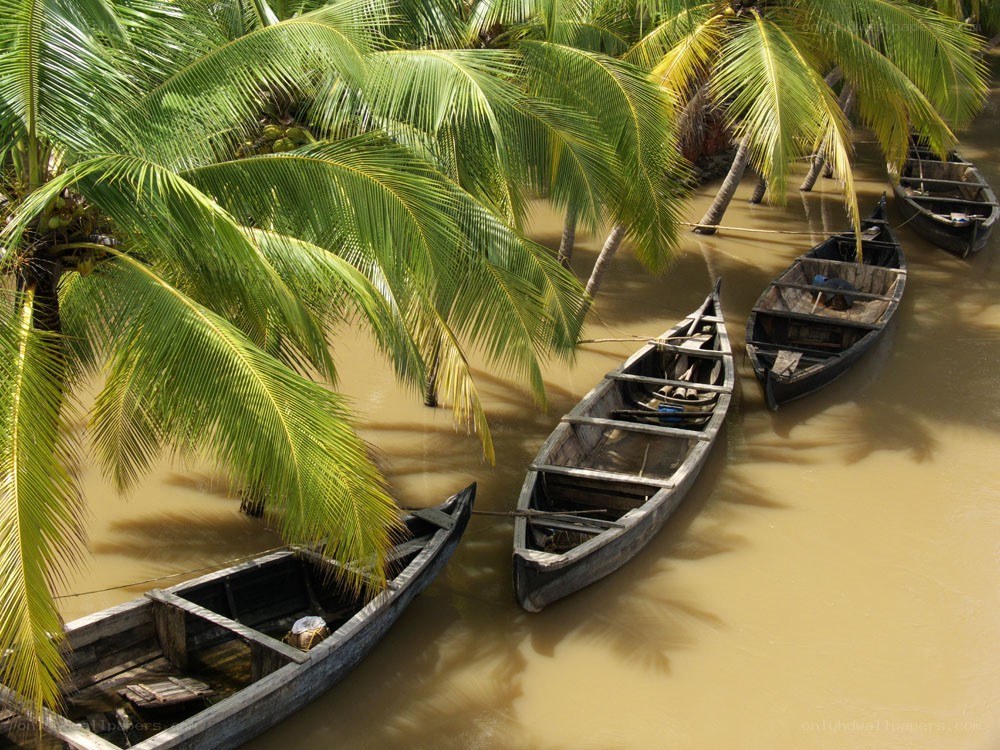 Boats under palm trees