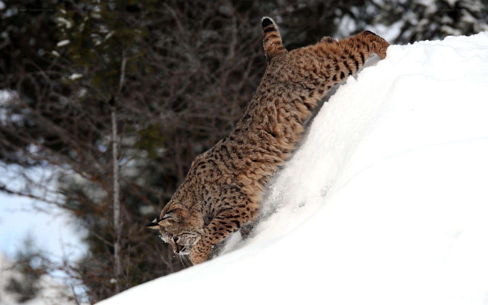 Bobcat climbing snowy slope
