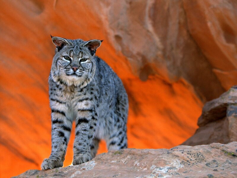 Bobcat in a canyon