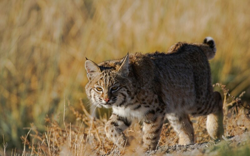 Bobcat in a field
