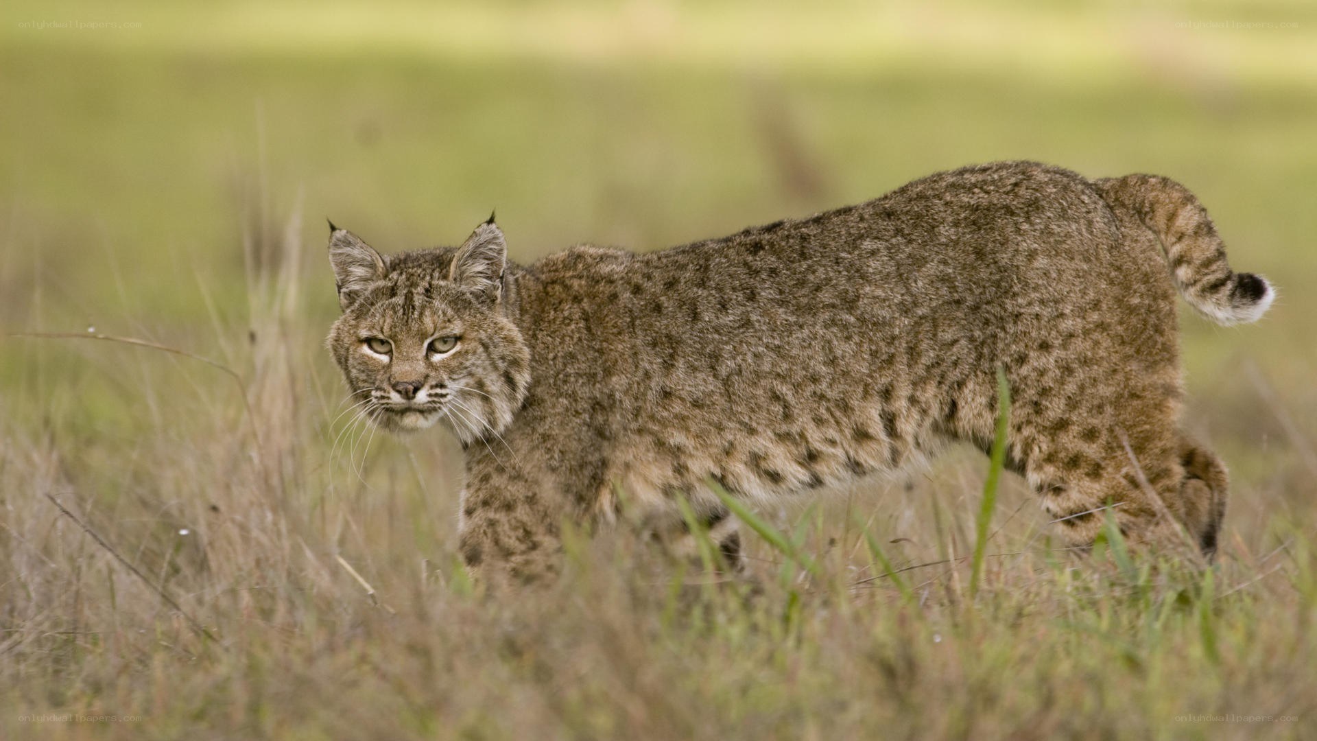 Bobcat in a grassy field