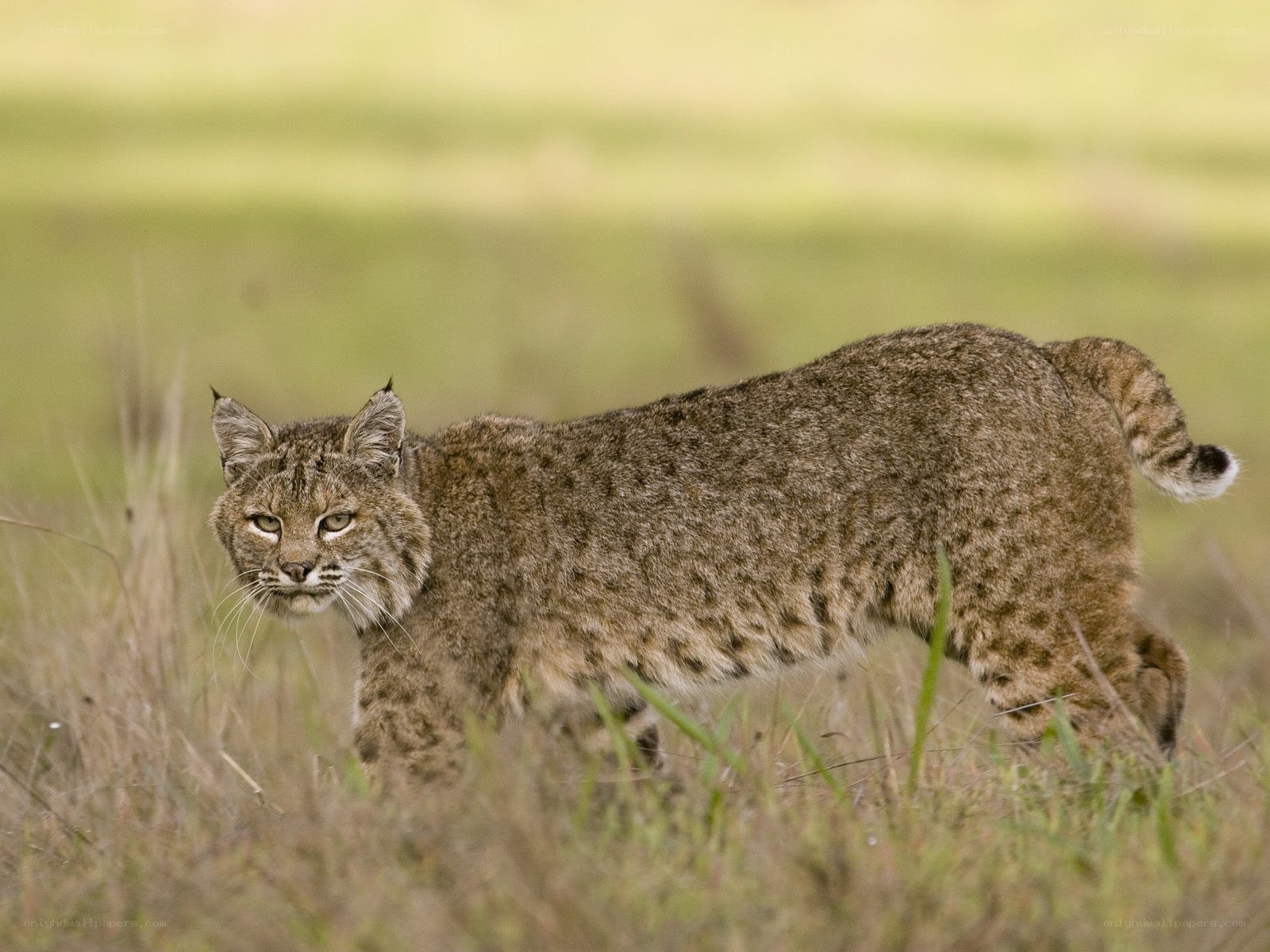 Bobcat in a grassy field