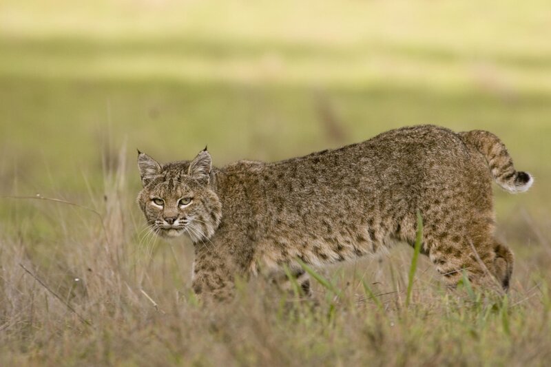 Bobcat in a grassy field