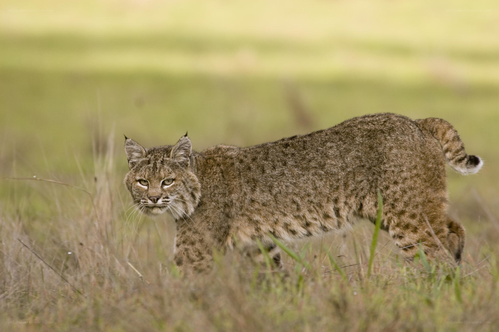 Bobcat in a grassy field