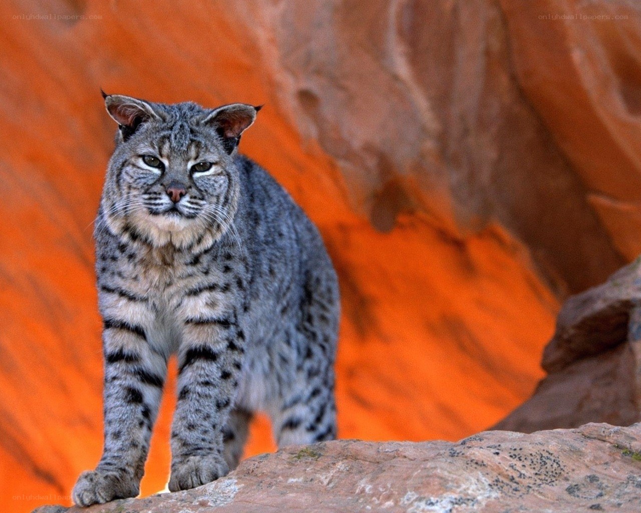 Bobcat in a rocky canyon