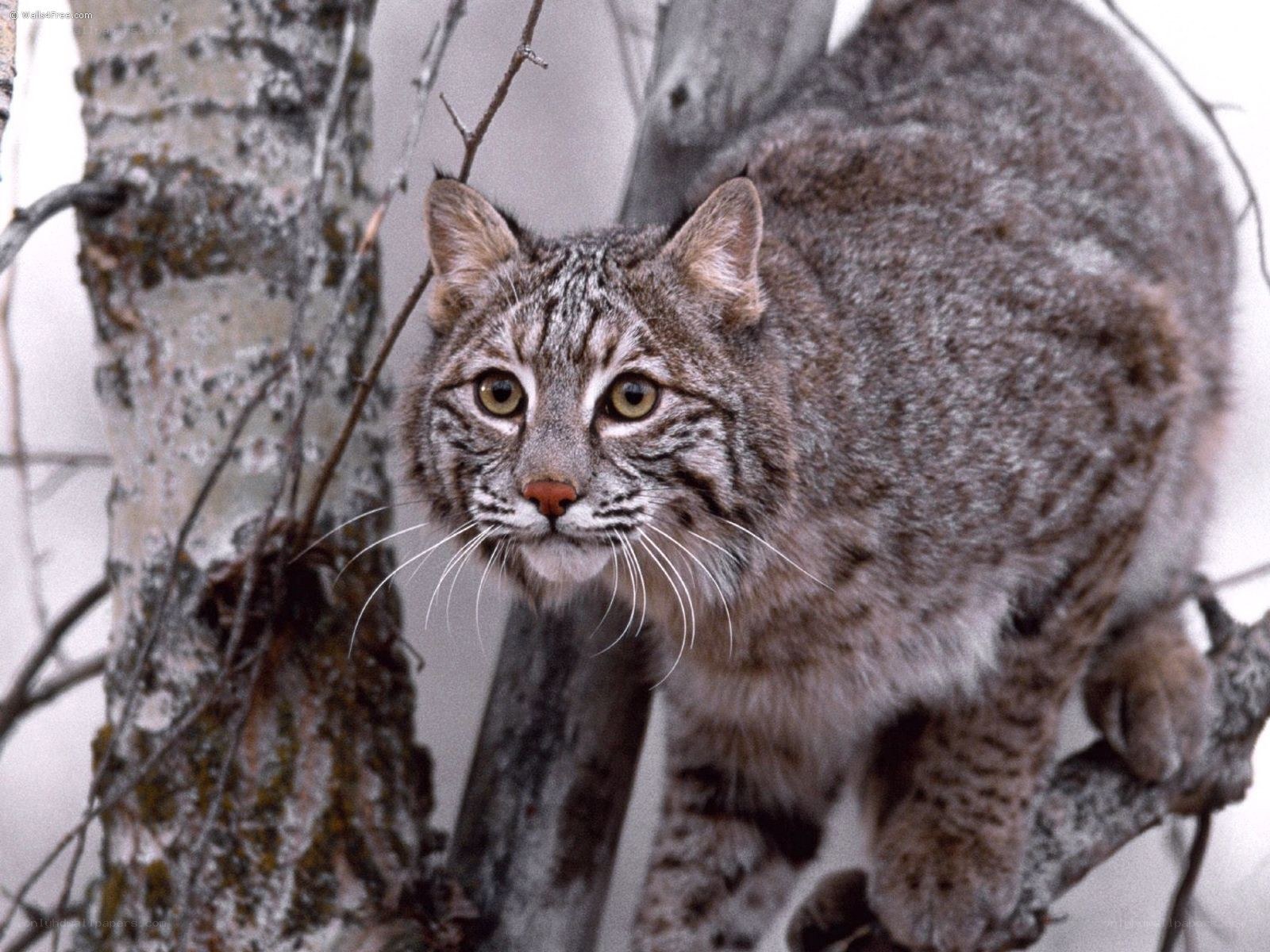 Bobcat in a snowy forest