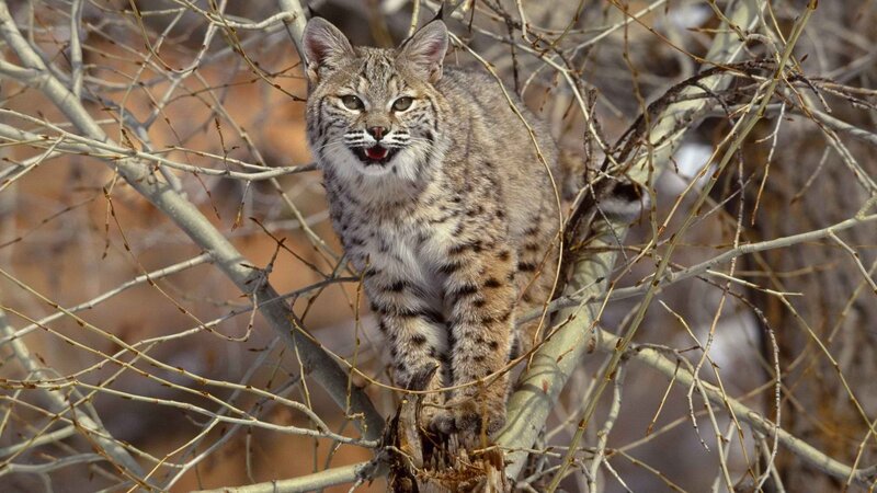 Bobcat in a tree