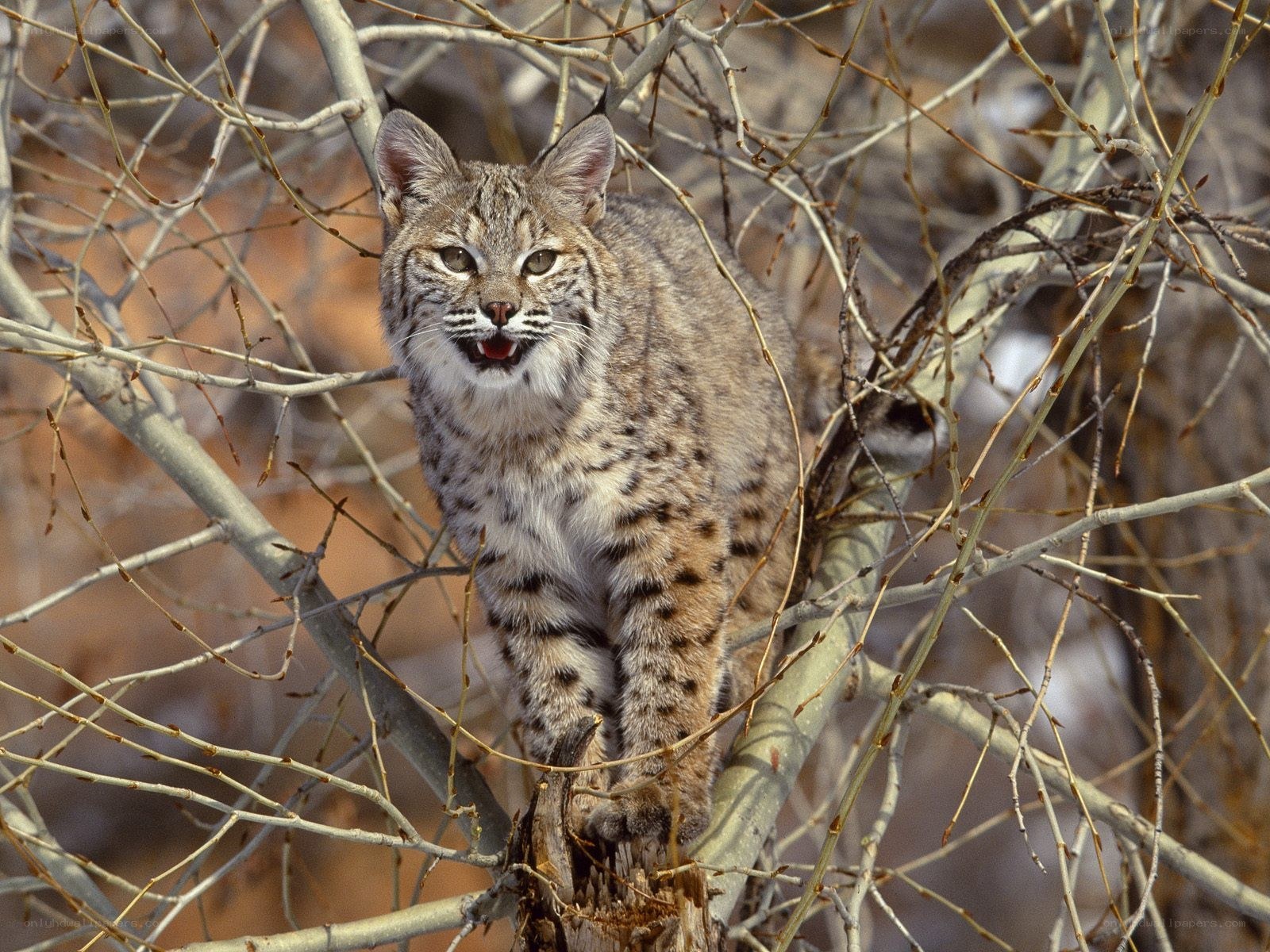 Bobcat in a tree