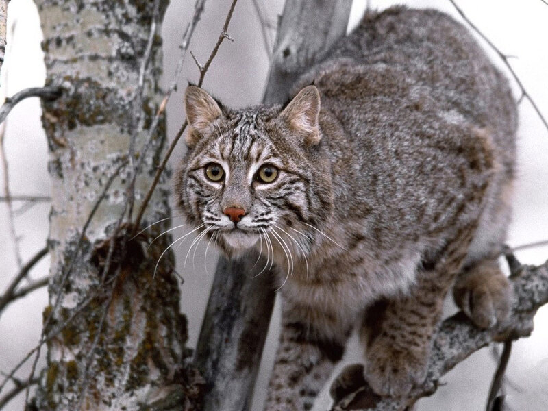 Bobcat in a tree