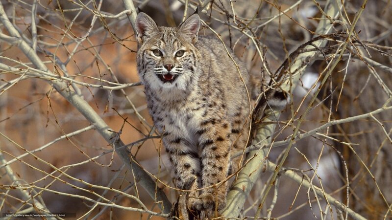 Bobcat in a tree