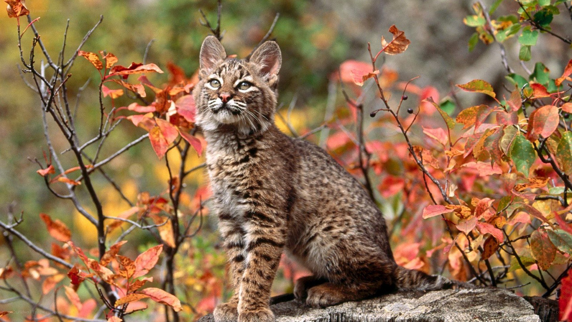 Bobcat in autumn foliage