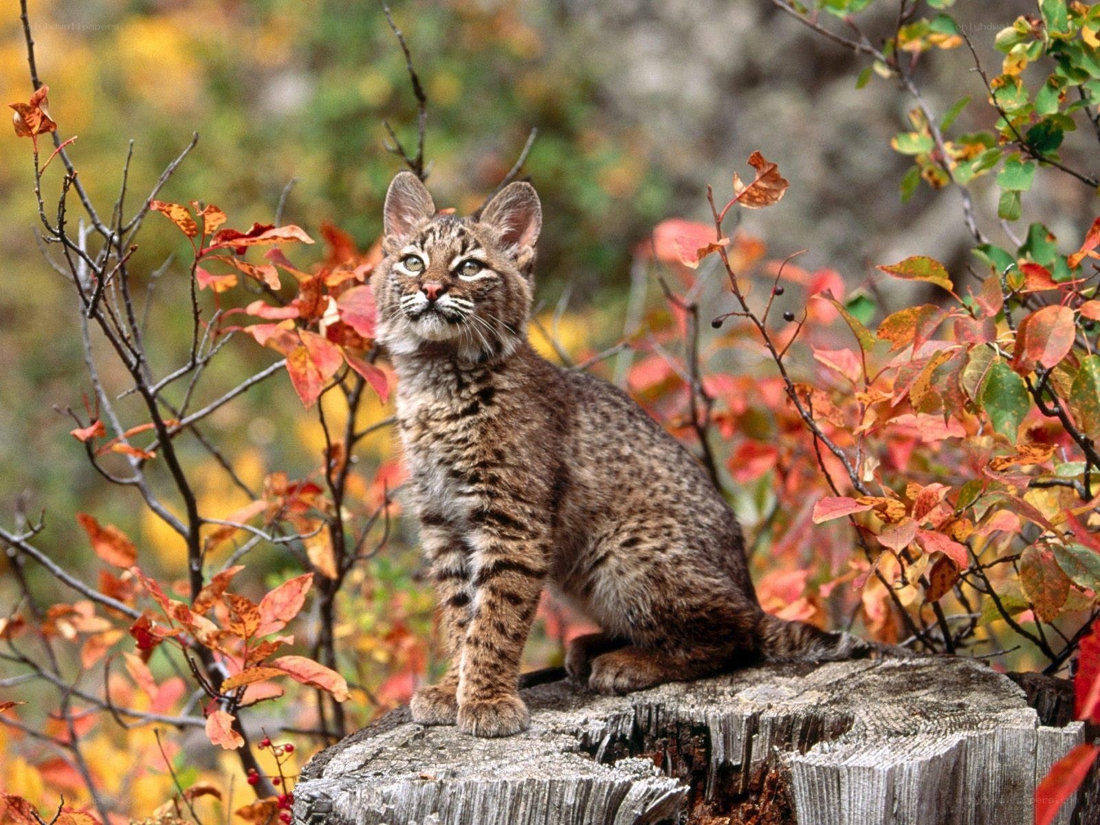Bobcat in autumn foliage