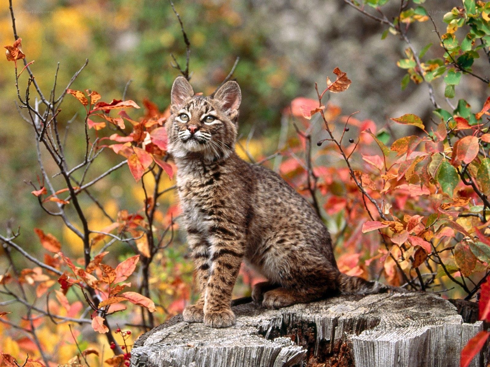 Bobcat in autumn foliage