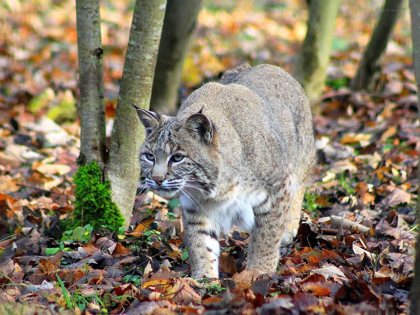 Bobcat in autumn forest