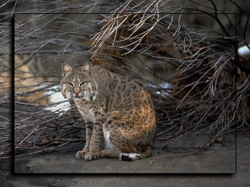 Bobcat in Brush