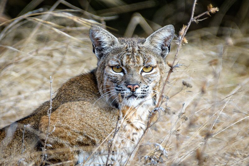 Bobcat in Dry Grass
