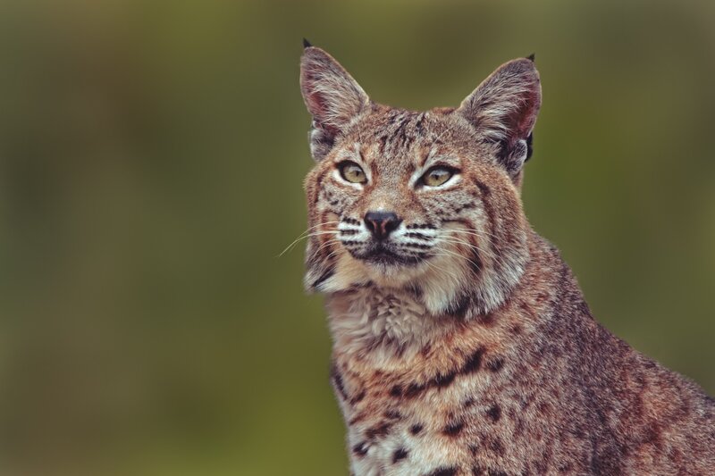 Bobcat in Forest — Brown, Alert