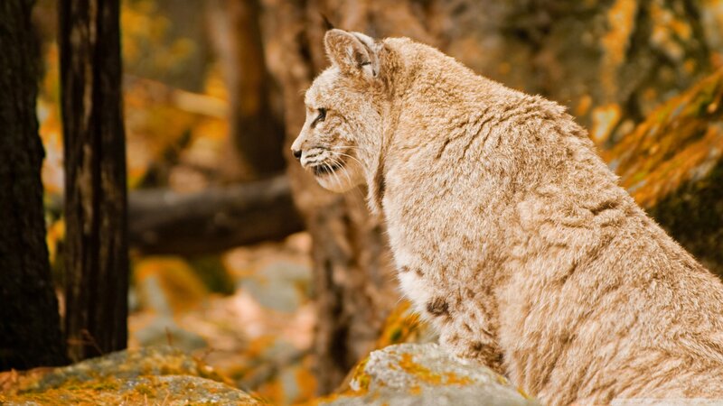 Bobcat in Forest — Brown, Calm
