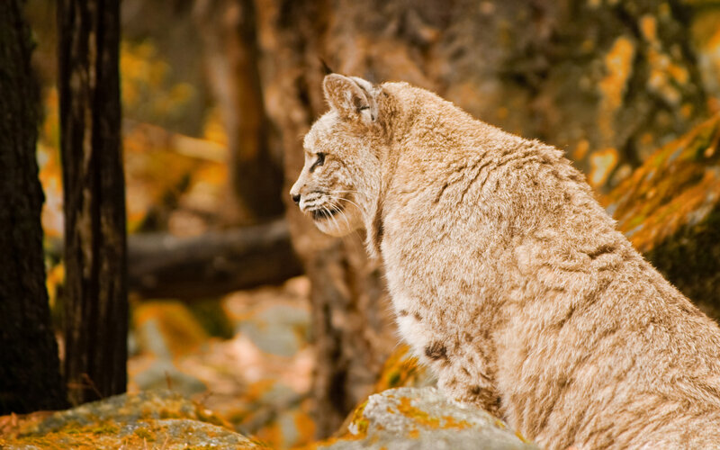 Bobcat in Forest — Brown