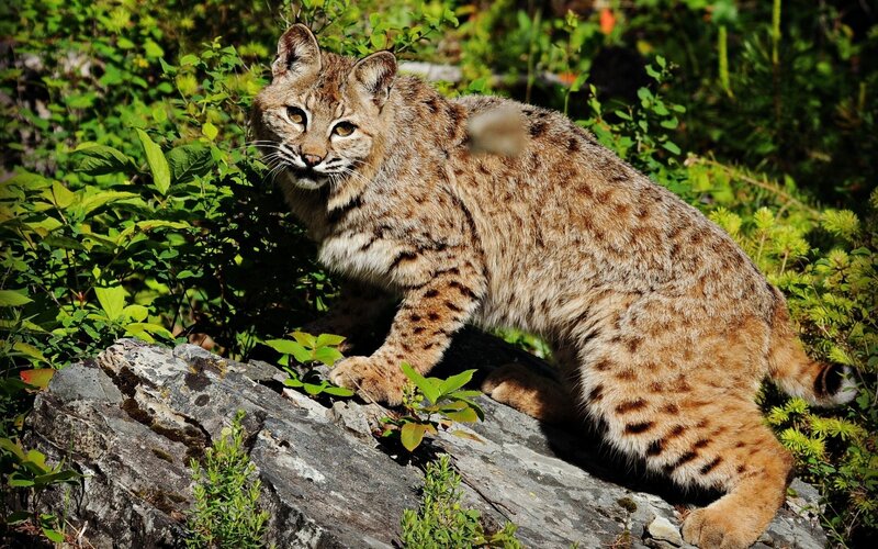 Bobcat in forest habitat