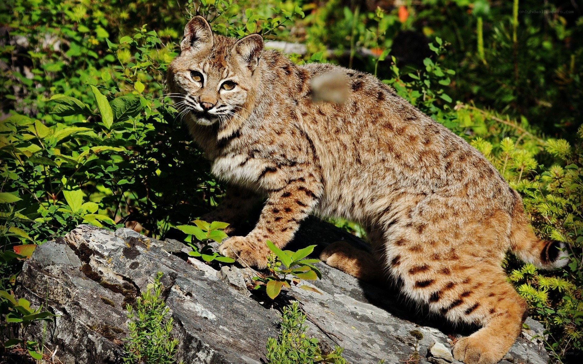 Bobcat in forest habitat