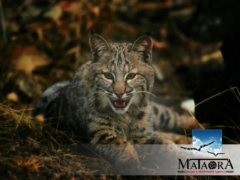 Bobcat in Forest