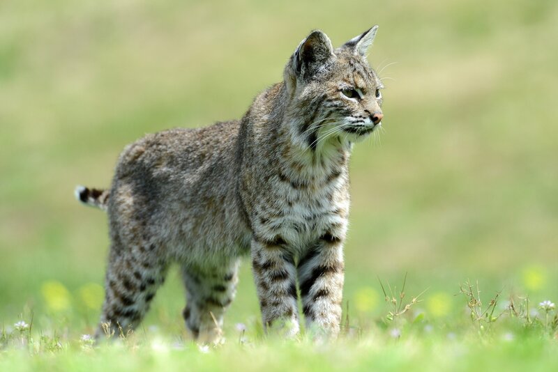 Bobcat in Grass