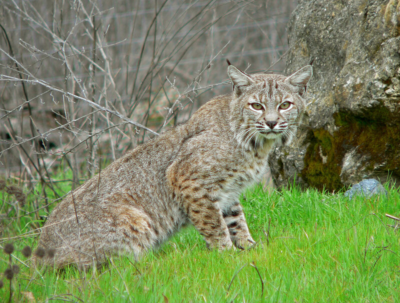 Bobcat in grassy area