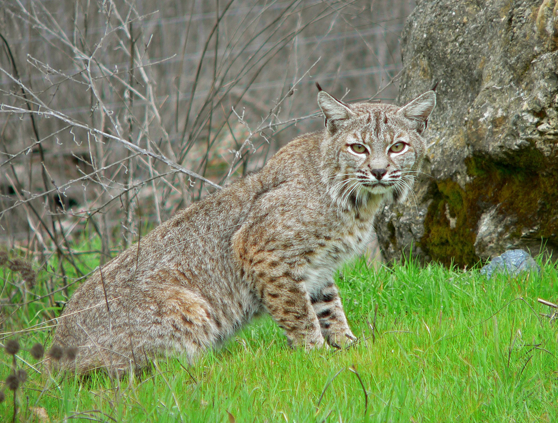 Bobcat in grassy area