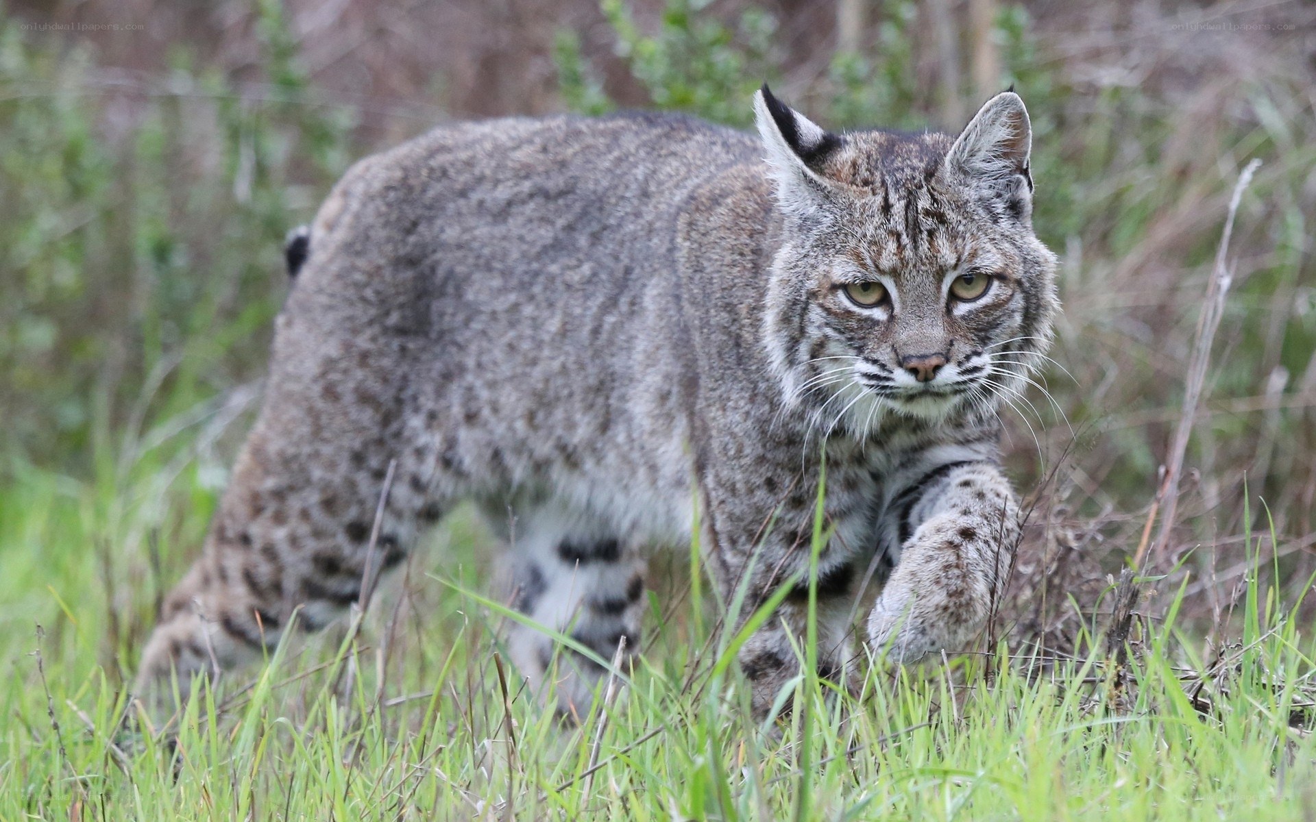 Bobcat in grassy field