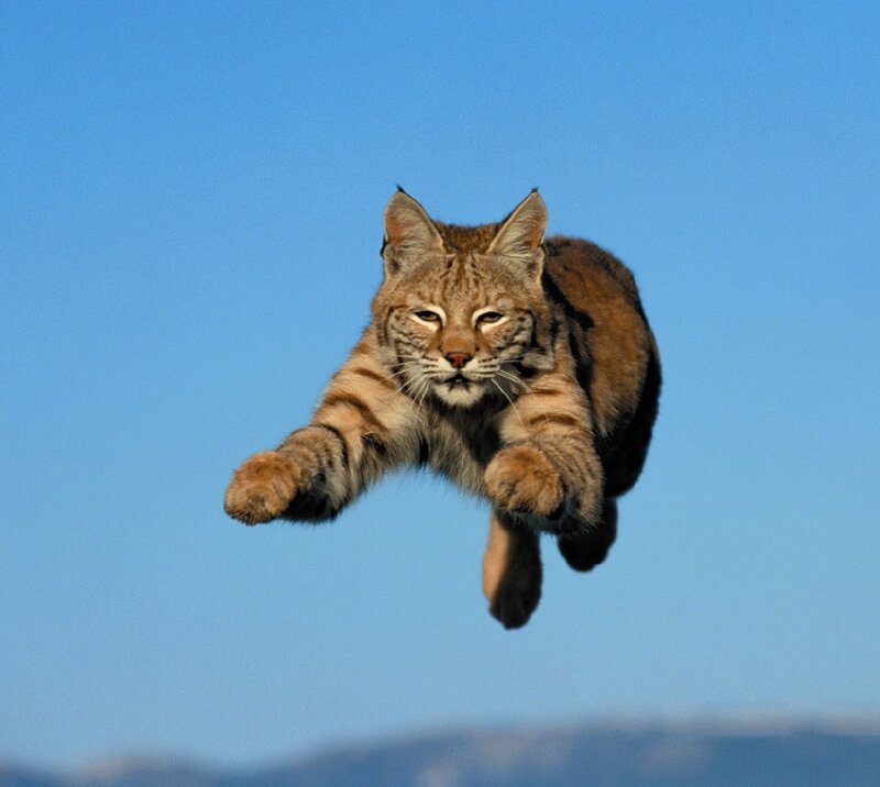Bobcat in Mid-air