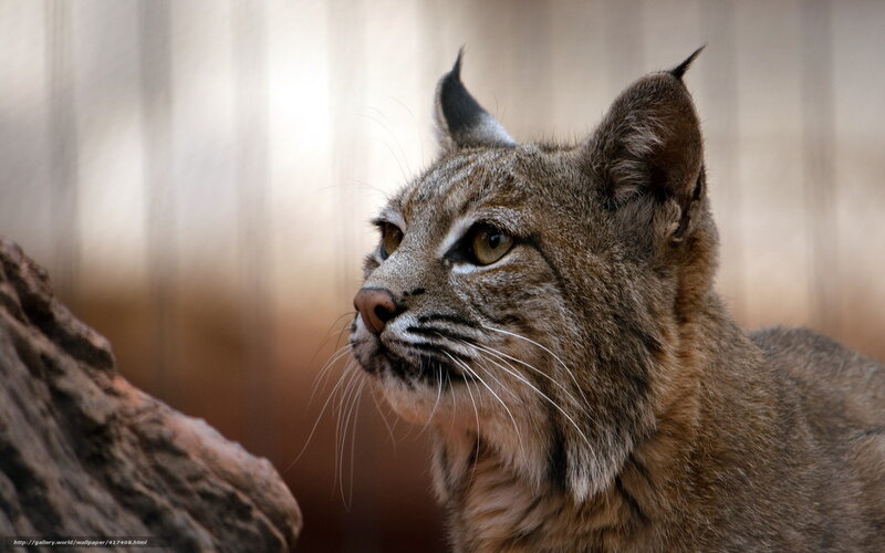 Bobcat in Profile — Brown, Alert, Photograph