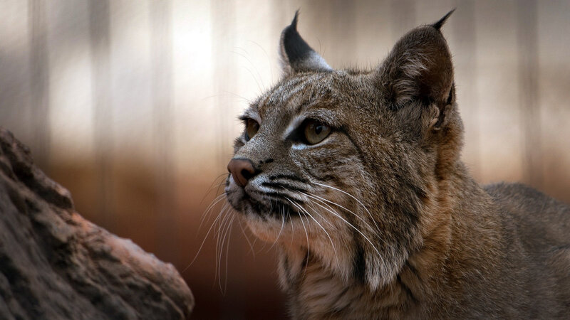 Bobcat in Profile — Brown