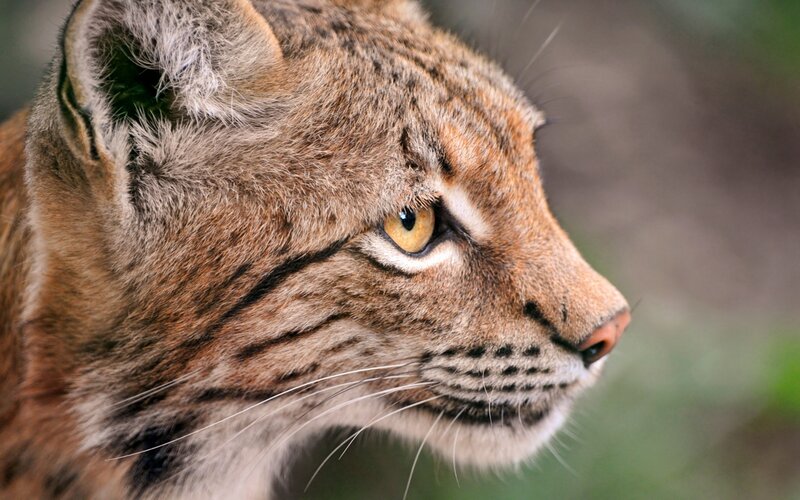 Bobcat in Profile