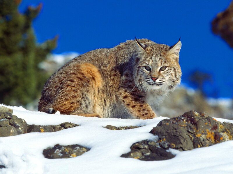 Bobcat in Snow — Blue, Alert