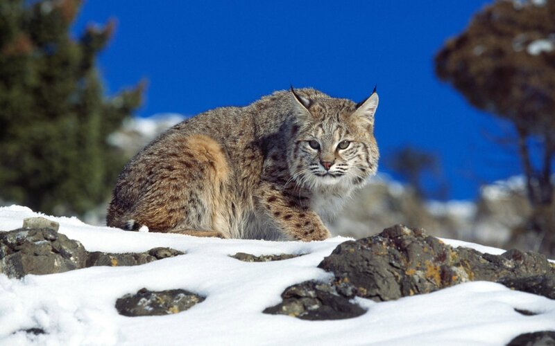 Bobcat in Snow — Blue, Alert, Winter