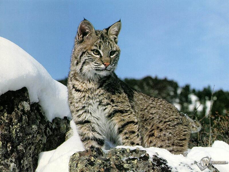 Bobcat in Snow — Blue