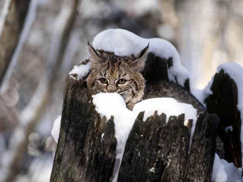 Bobcat in Snow — Brown, Alert