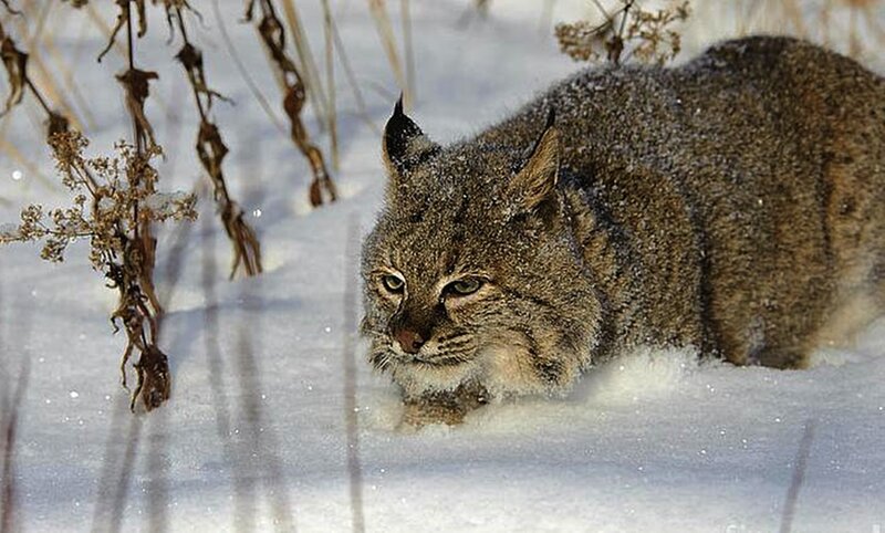 Bobcat in Snow — Brown, Alert, Winter, Photograph, Dry Plants