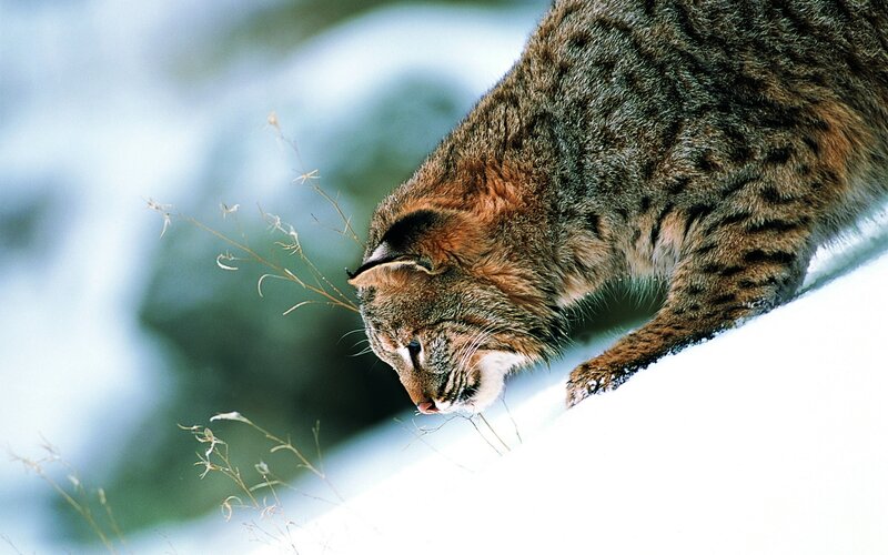 Bobcat in Snow — Brown, Alert, Winter, Photograph, Grass