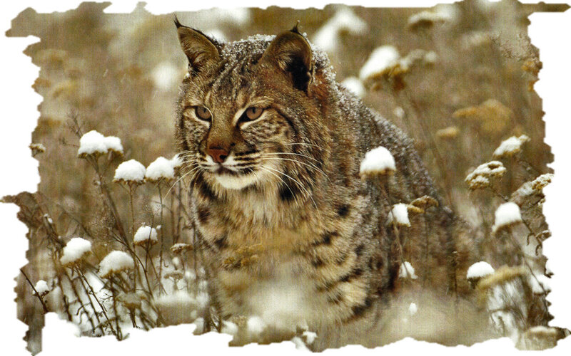 Bobcat in Snow — Brown, Alert, Winter, Photograph, Plants
