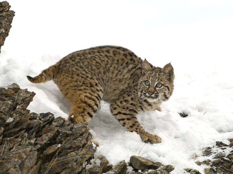 Bobcat in Snow — Brown, Alert, Winter, Photograph